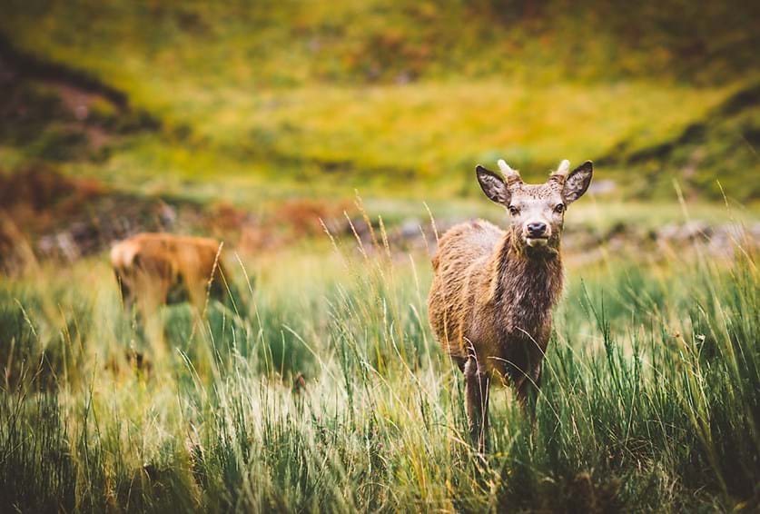 Oh Deer - Stunning Glencoe Stag