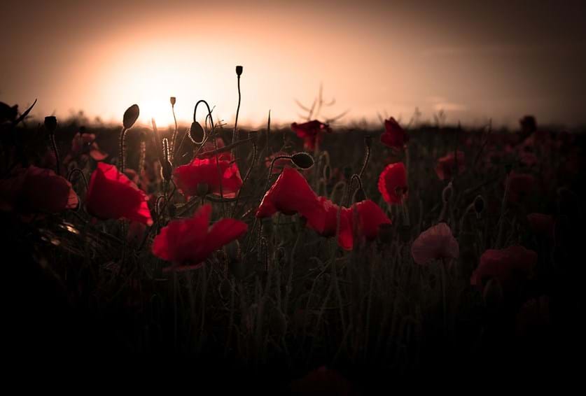 Poppy field sunset