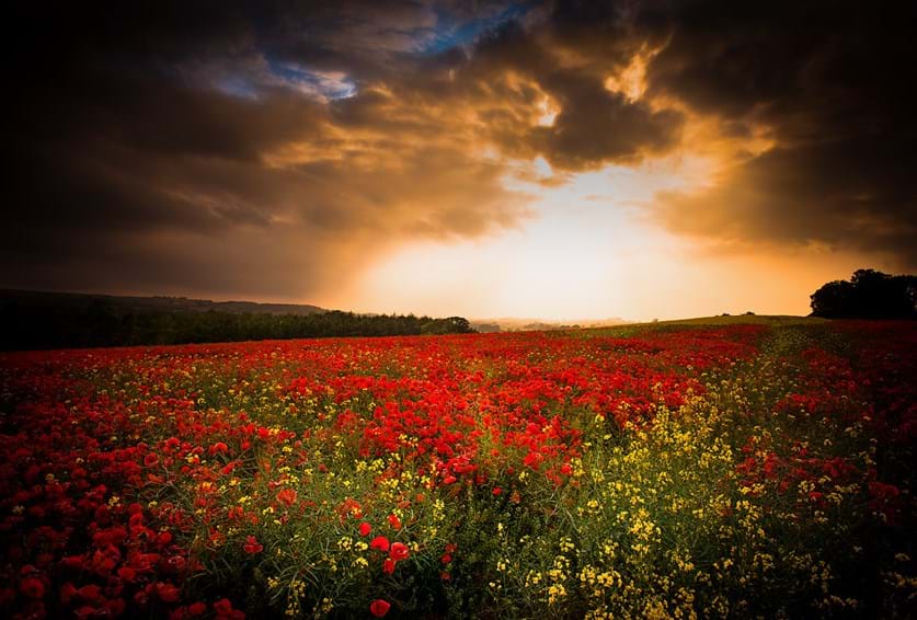 Beautiful sunset across a poppy field